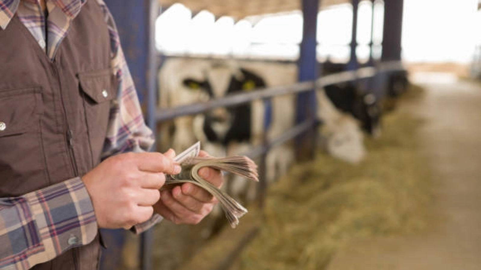 apia distribuie aproape 50 de milioane de lei fermierilor pentru ameliorarea raselor animale