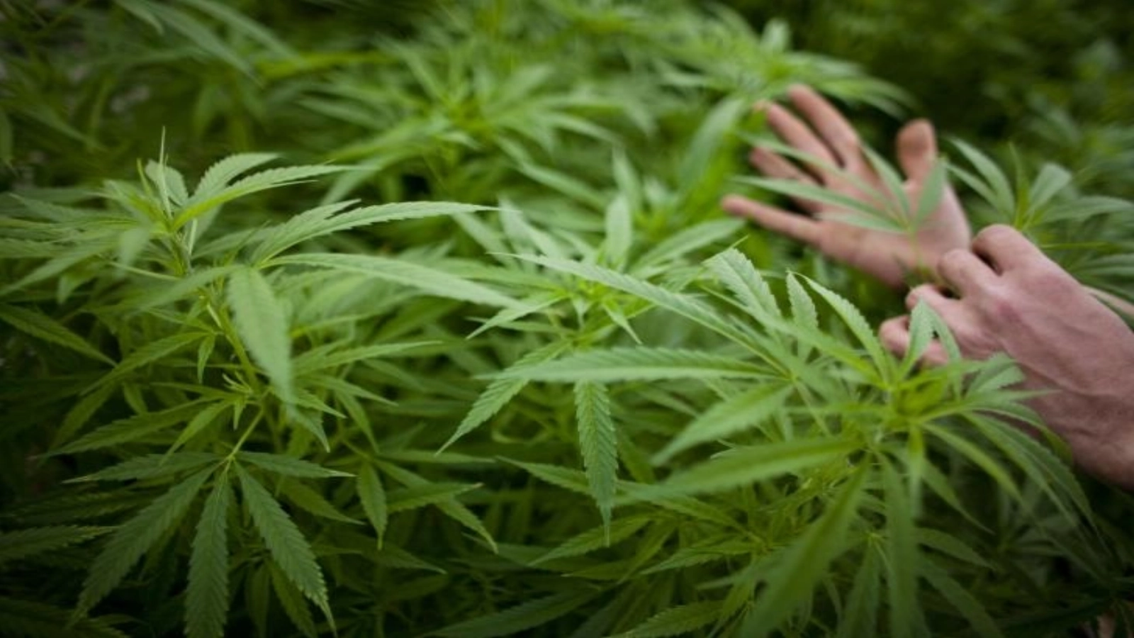 o sala de bal transformata in fabrica de droguri romani prinsi in belgia cu plantatie industriala de cannabis